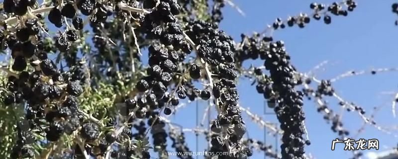 怎么种植黑枸杞,种植注意事项有哪些