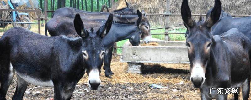 农村哪些养殖项目回本快,简单介绍下这三个项目