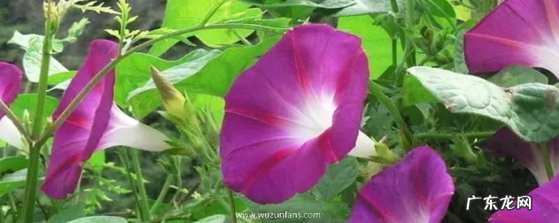 大花牵牛播种时间,盆栽种植方法