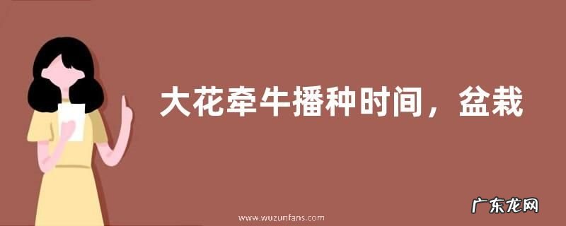 大花牵牛播种时间,盆栽种植方法
