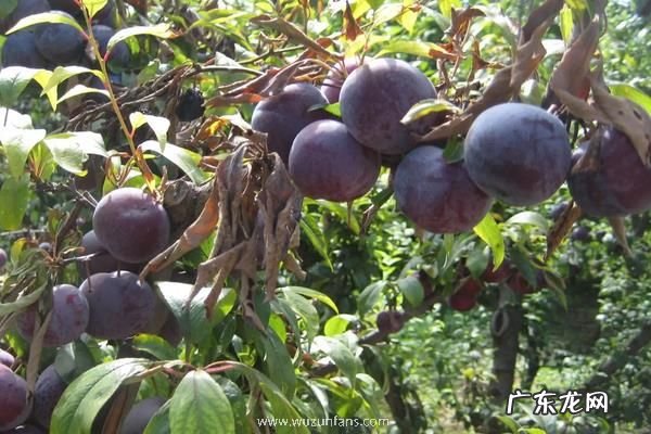 红心李子应该如何栽培,需做好以下几点