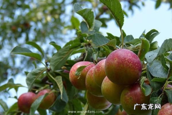 红心李子应该如何栽培,需做好以下几点