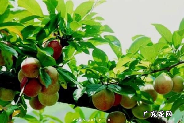 红心李子应该如何栽培,需做好以下几点