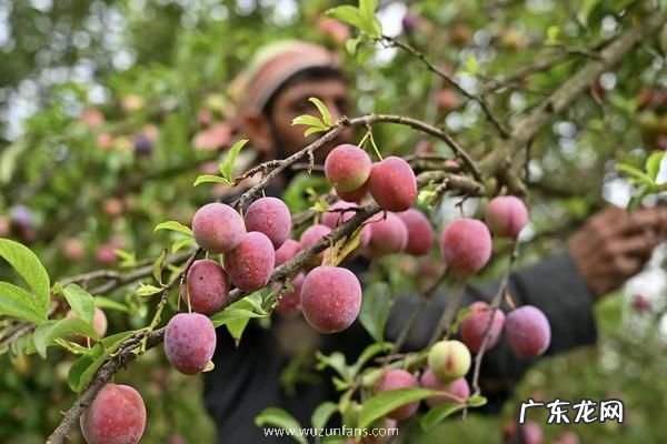 红心李子应该如何栽培,需做好以下几点