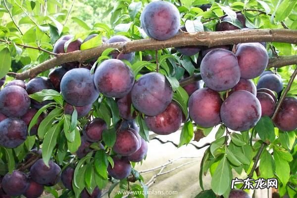 红心李子应该如何栽培,需做好以下几点