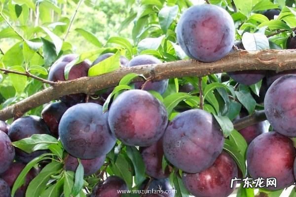 红心李子应该如何栽培,需做好以下几点