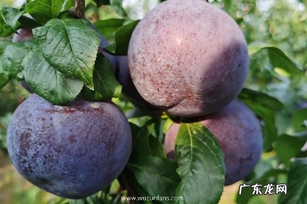 红心李子应该如何栽培,需做好以下几点