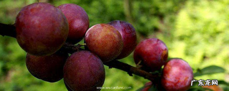 红心李子应该如何栽培,需做好以下几点