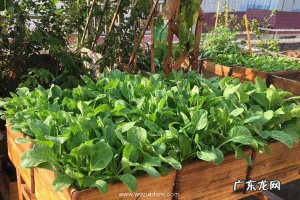 如何在阳台种植蔬菜,附什么蔬菜适合在阳台种植