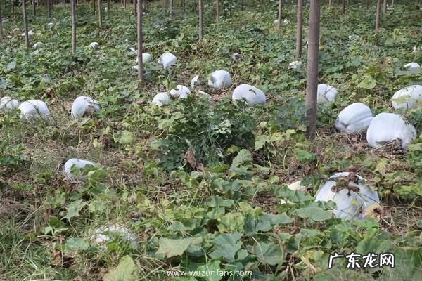 冬瓜种植方法,附种植管理