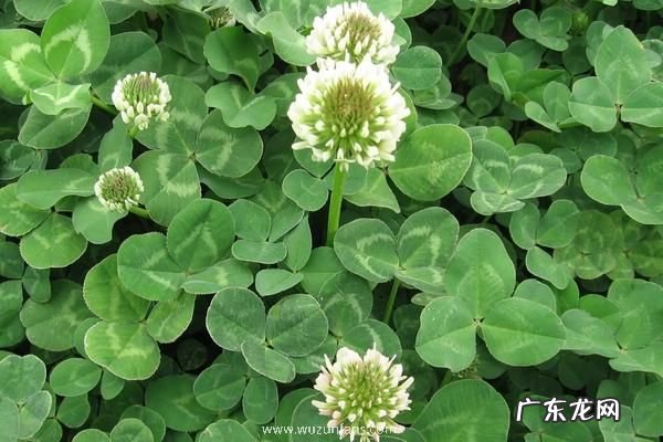 三叶草播种时间，附种植方法