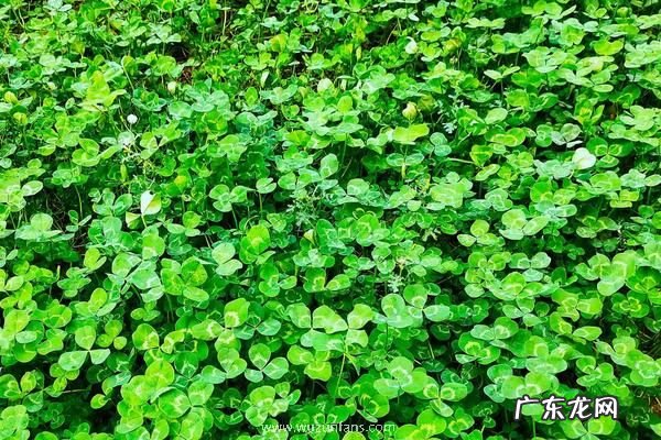 三叶草播种时间，附种植方法