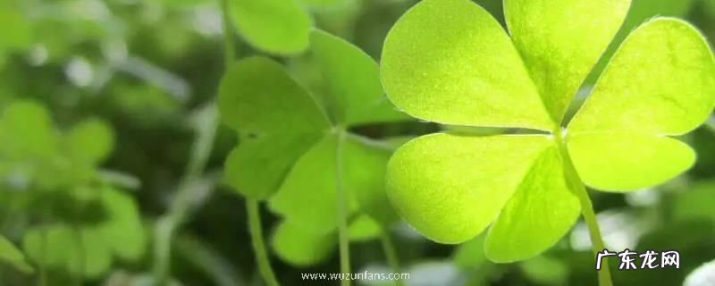 三叶草播种时间，附种植方法