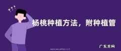 杨桃种植方法，附种植管理