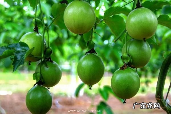 北方可以种植百香果吗，附温室大棚种植要点