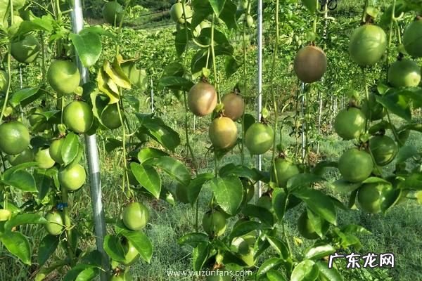 北方可以种植百香果吗，附温室大棚种植要点