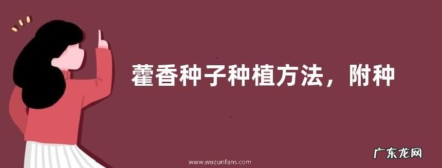 藿香种子种植方法,附种植管理