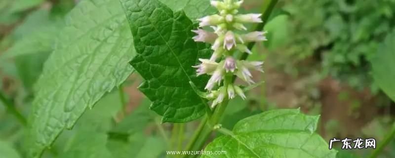 藿香种子种植方法,附种植管理