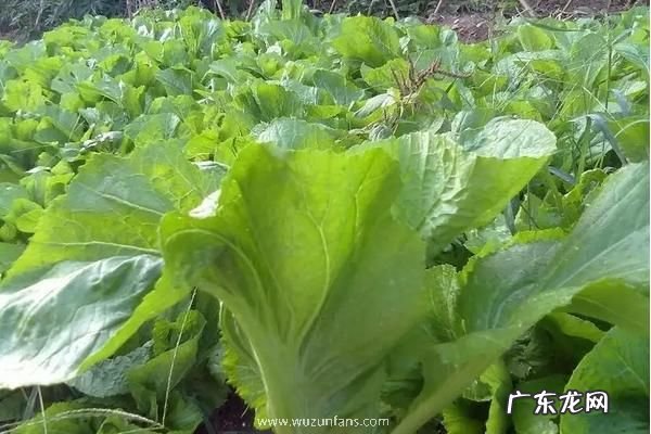 大头菜播种时间,附什么是大头菜