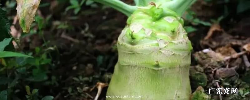大头菜播种时间,附什么是大头菜