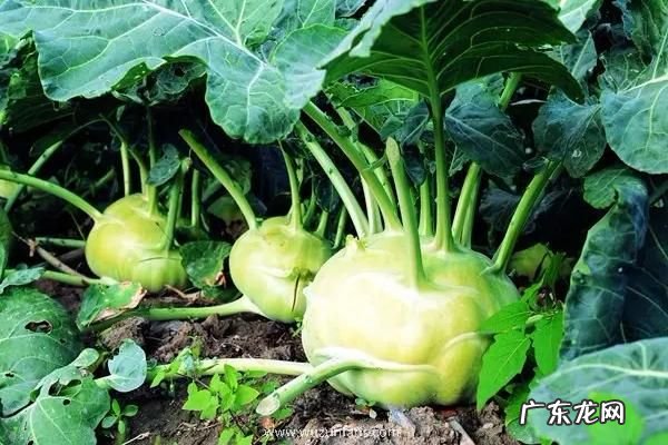大头菜播种时间,附什么是大头菜