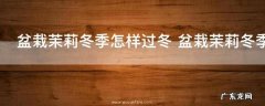 盆栽茉莉冬季怎样过冬 盆栽茉莉冬季如何过冬