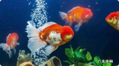 七条白色金鱼风水寓意