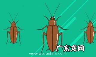 什么东西灭蟑螂最快最有效且无毒 哪些东西灭蟑螂最快最有效且无毒