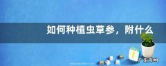 如何种植虫草参，附什么是虫草参