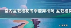 室内盆栽桂花冬季能剪枝吗 盆栽桂花剪枝技巧介绍