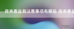 夜来香盆栽注意事项有哪些 夜来香盆栽如何养殖