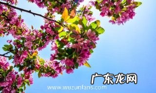 三角梅盆栽用深盆还是浅盆好 三角梅盆栽用什么盆好