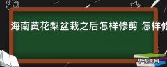 海南黄花梨盆栽之后怎样修剪 怎样修剪海南黄花梨盆栽之后
