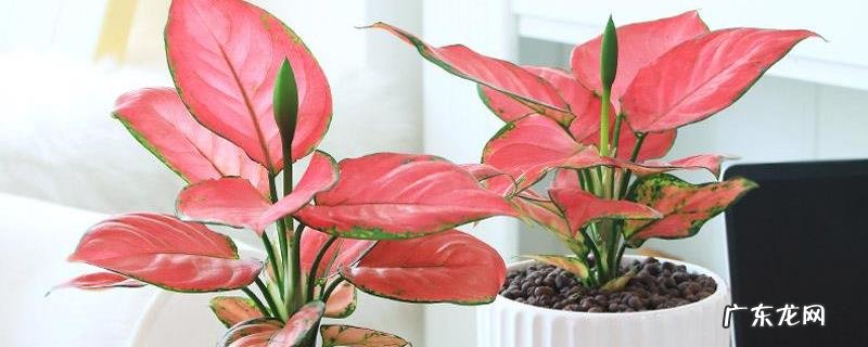 彩叶万年青的养殖技术,需注意以下五个方面