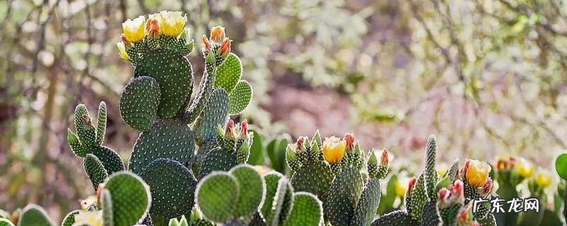 仙人掌养多久能开花,仙人掌应该如何养殖