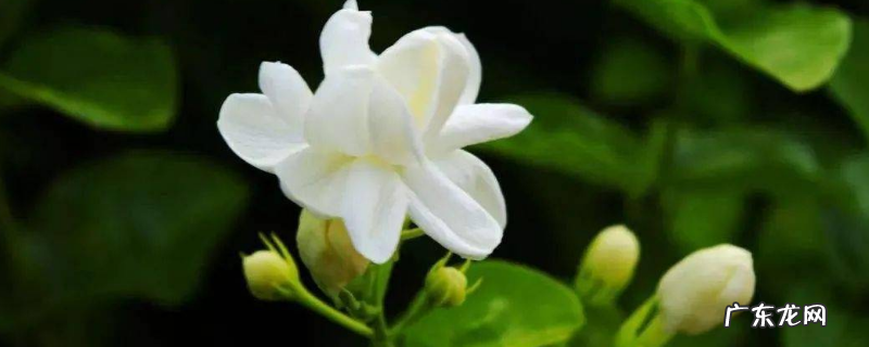 茉莉应该如何养殖,养殖时需要注意什么