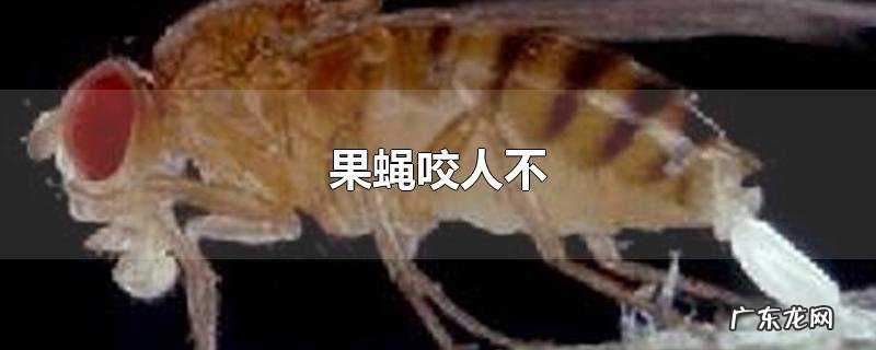 果蝇咬人不