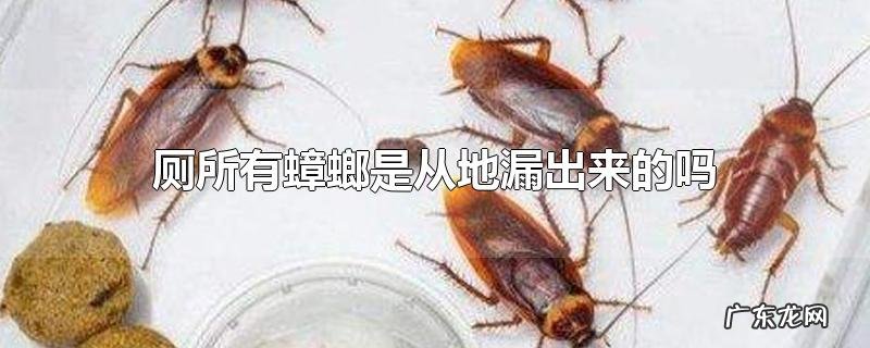 厕所有蟑螂是从地漏出来的吗