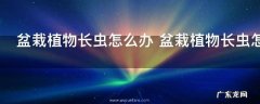 盆栽植物长虫怎么办 盆栽植物长虫怎样处理