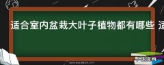 适合室内盆栽大叶子植物都有哪些 适合室内盆栽大叶子植物是什么