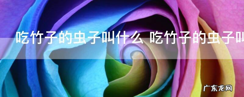 吃竹子的虫子叫什么 吃竹子的虫子叫什么名