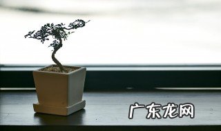 过年送什么盆栽 适合过年送的盆栽介绍