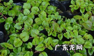 金钱草种植技巧有哪些 金钱草种植技巧介绍