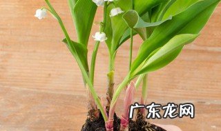 好运来盆栽怎么养殖方法 好运来盆栽的养殖方法