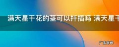 满天星干花的茎可以扦插吗 满天星干花的茎能不能扦插