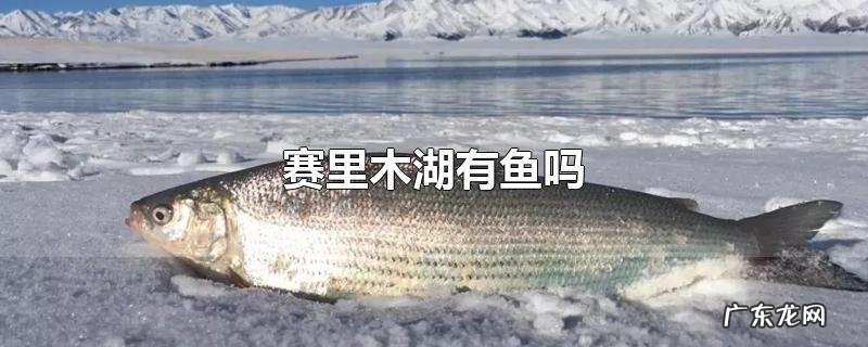 赛里木湖有鱼吗