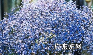 满天星怎么养在水里 满天星如何水培