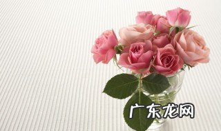 玫瑰花能盆栽么 玫瑰花能不能盆栽