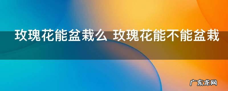 玫瑰花能盆栽么 玫瑰花能不能盆栽