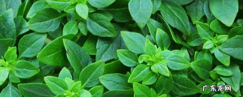 罗勒的播种时间,种植技术和注意事项